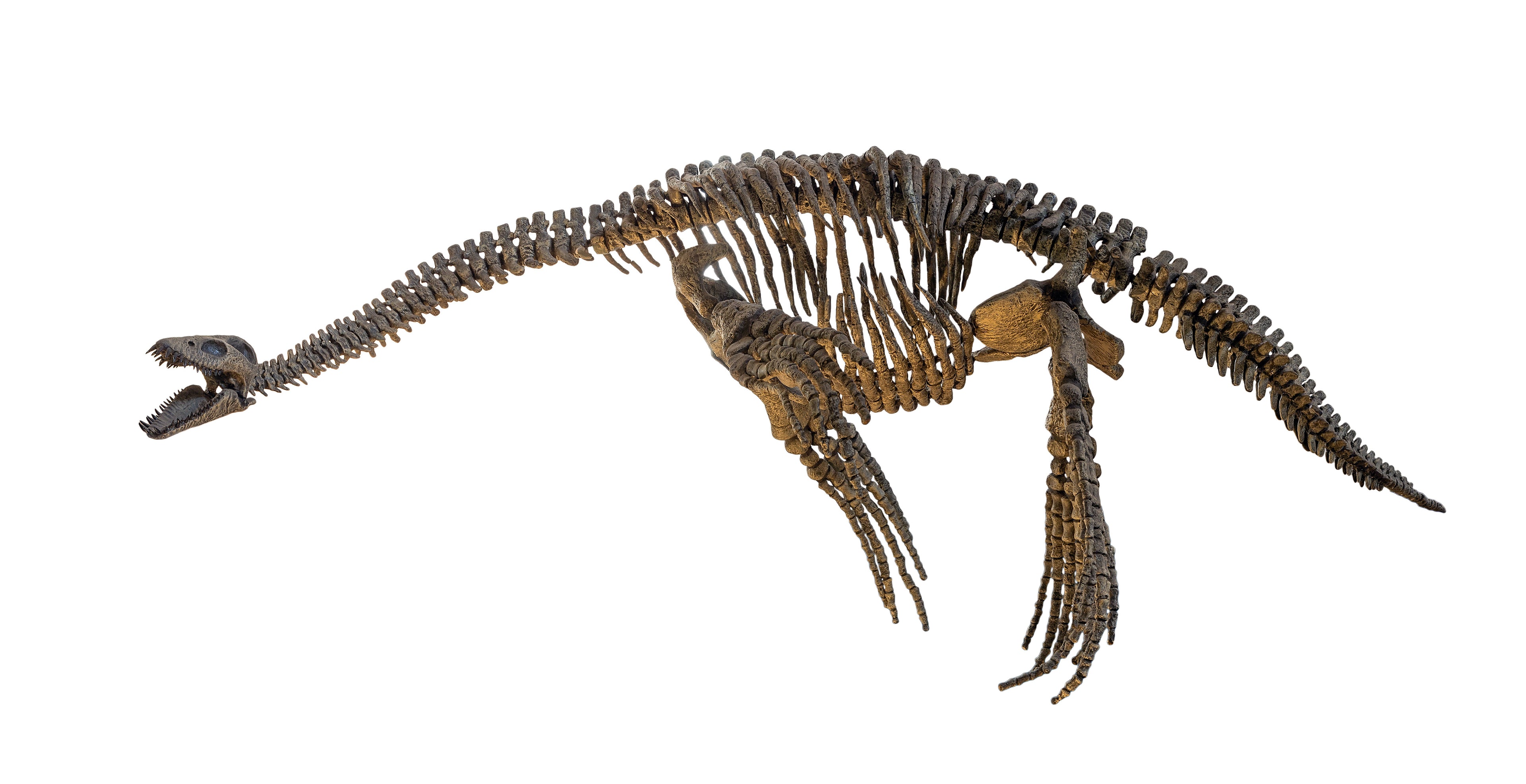 plesiosaur skeleton