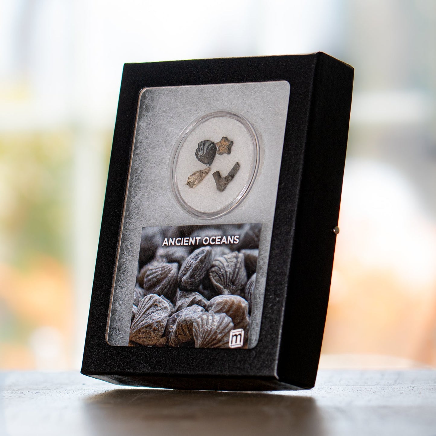 Ancient Oceans - 4-in-1 Fossil Specimen Collection