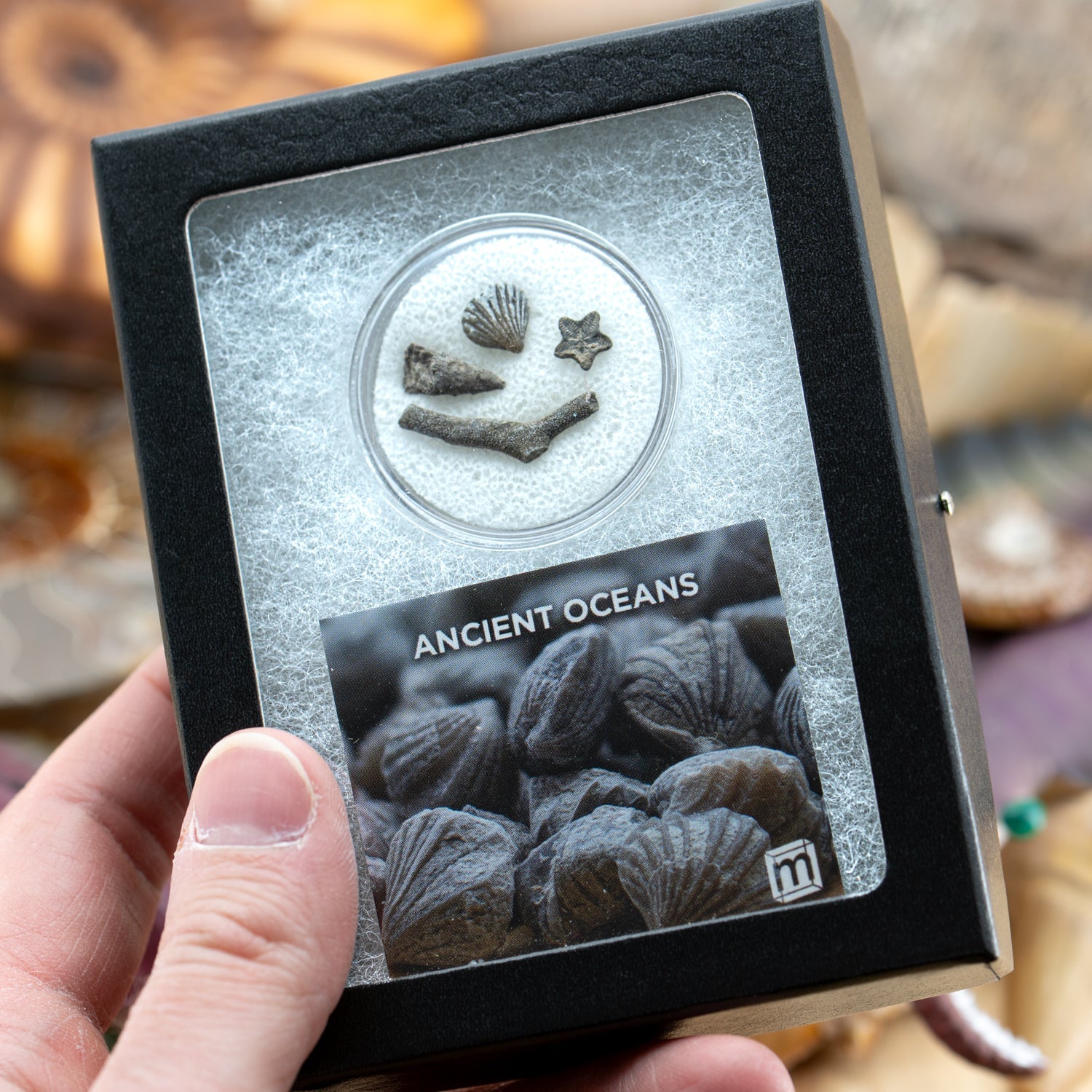 Ancient Oceans - 4-in-1 Fossil Specimen Collection
