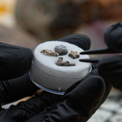 Ancient Oceans - 4-in-1 Fossil Specimen Collection