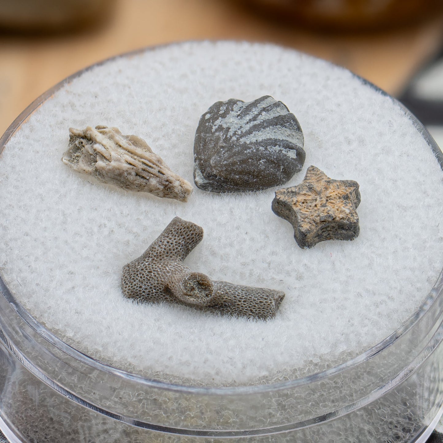 Ancient Oceans - 4-in-1 Fossil Specimen Collection