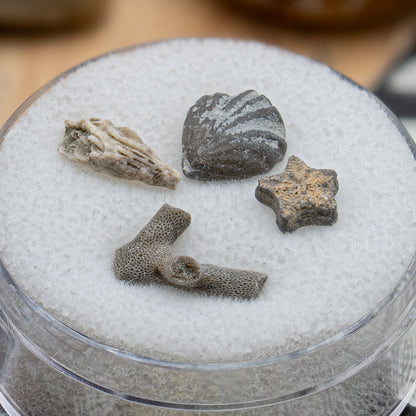 Ancient Oceans - 4-in-1 Fossil Specimen Collection