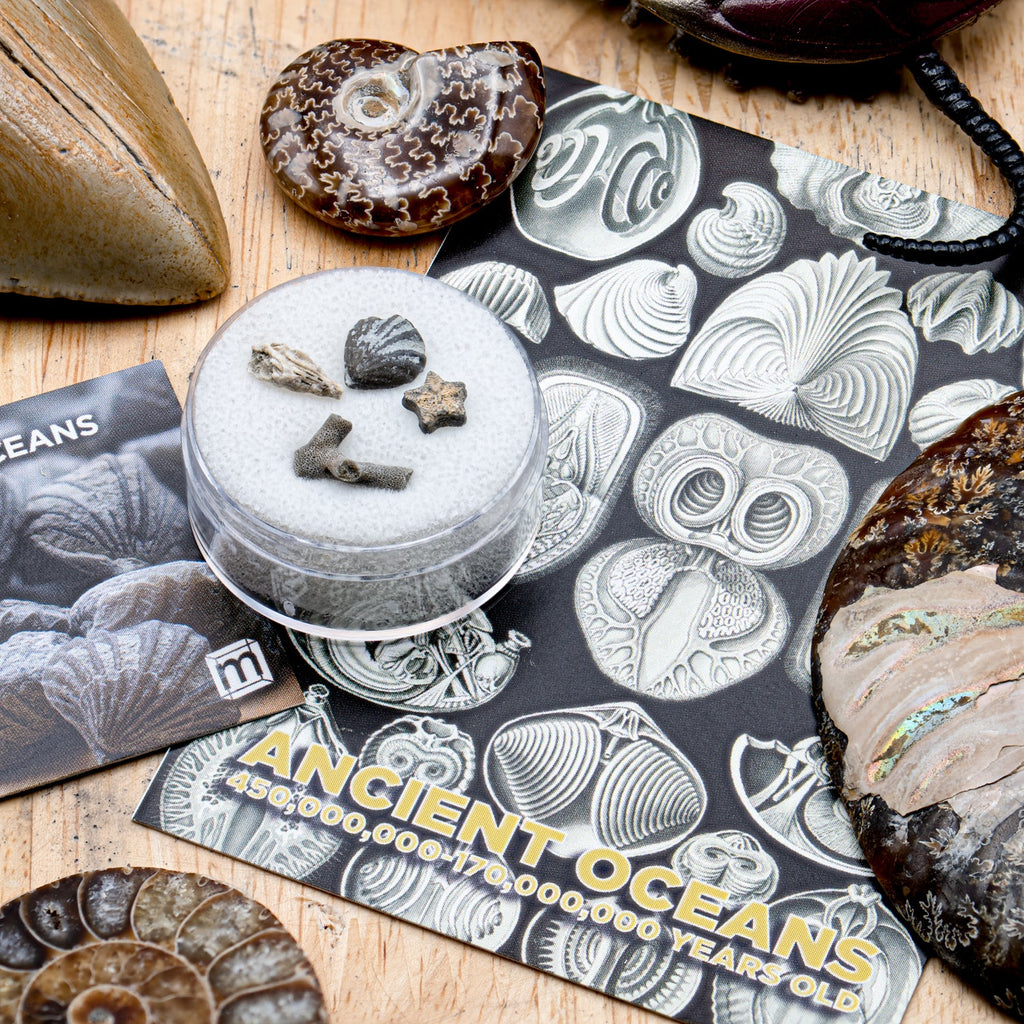 Ancient Oceans - 4-in-1 Fossil Specimen Collection