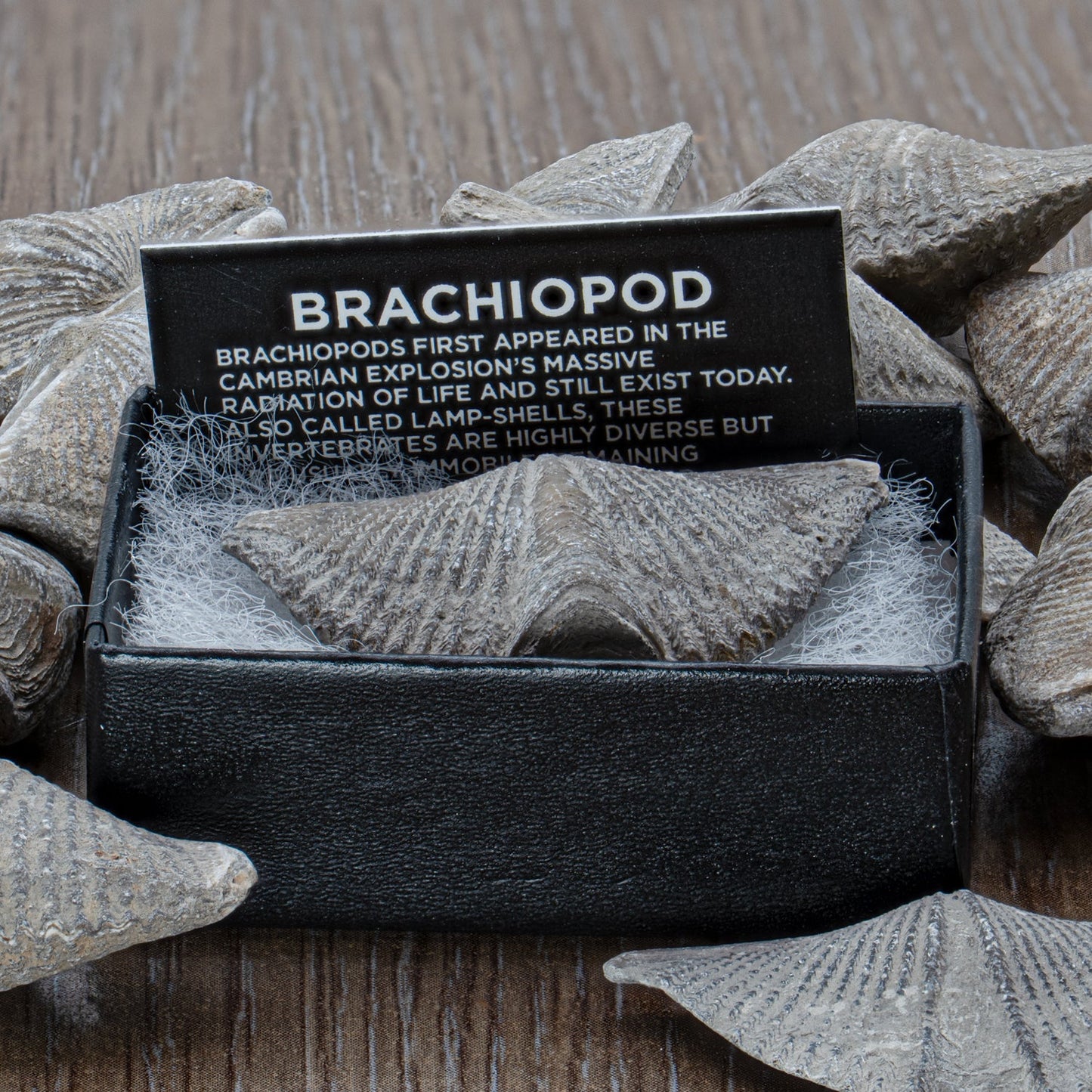 Brachiopod - Pocket Fossil