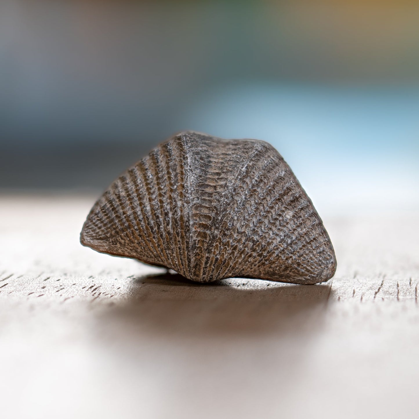 Brachiopod - Pocket Fossil