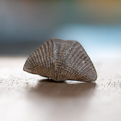 Brachiopod - Pocket Fossil