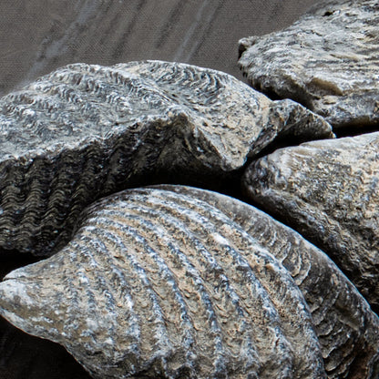 Brachiopod - Pocket Fossil