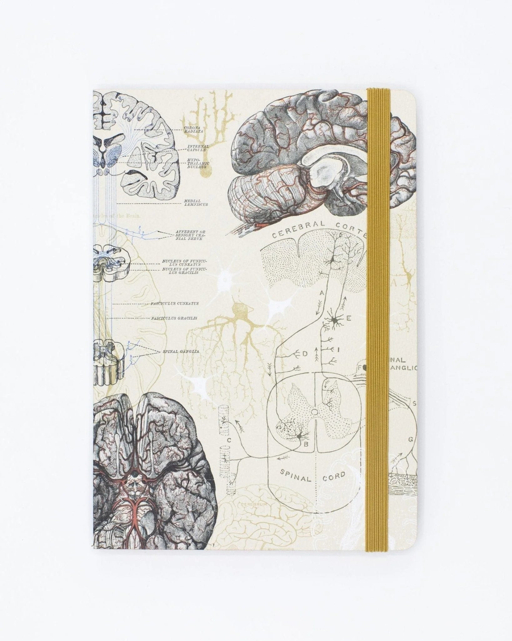 Brain Plate 3 Notebook - Stemcell Science Shop