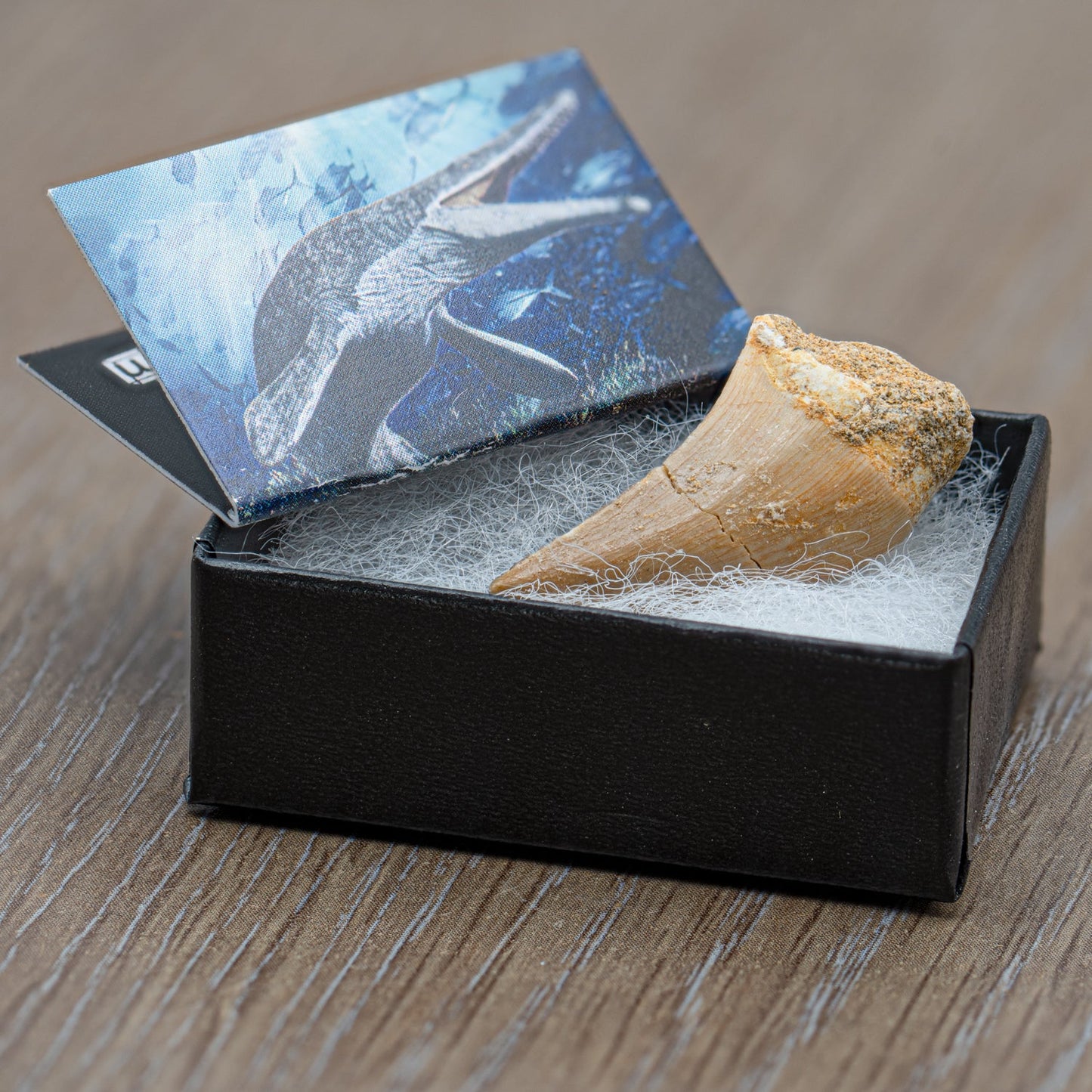 Mighty Mosasaur Pocket Fossil