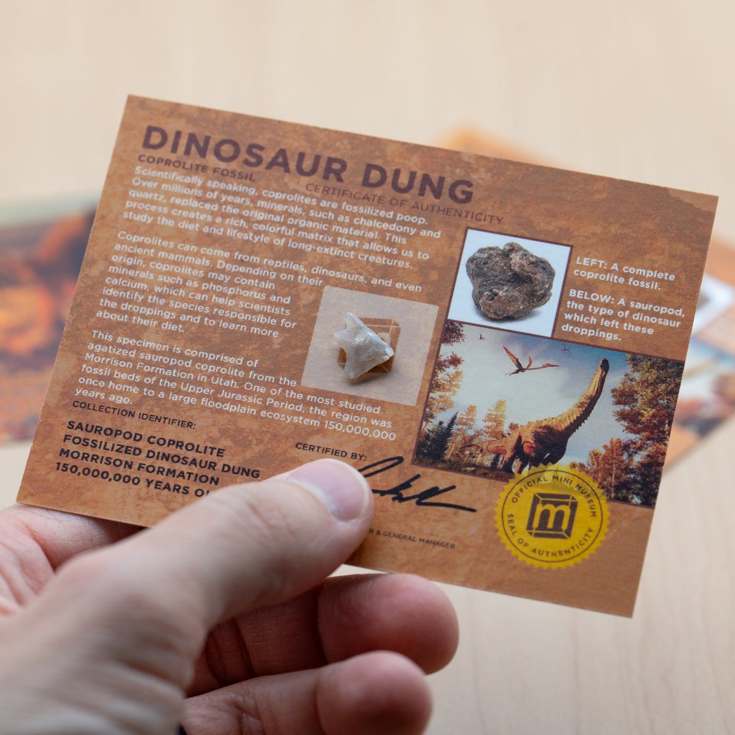Dinosaur Dung - Card Display - Authentic Fossil Poop