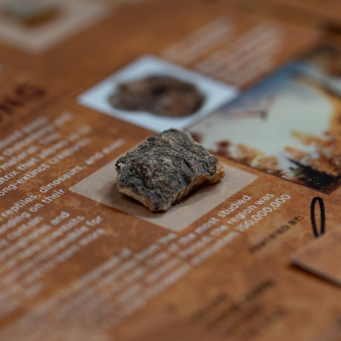 Dinosaur Dung - Card Display - Authentic Fossil Poop
