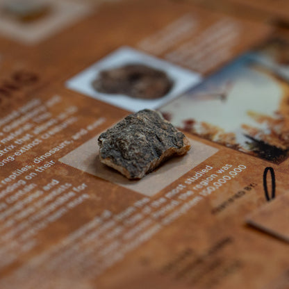 Dinosaur Dung - Card Display - Authentic Fossil Poop