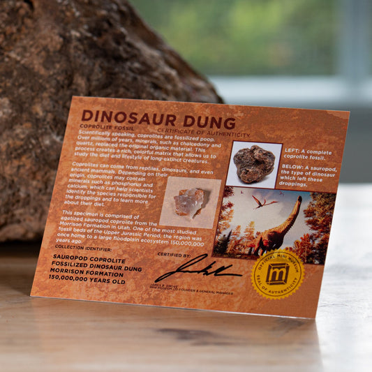 Dinosaur Dung - Card Display - Authentic Fossil Poop