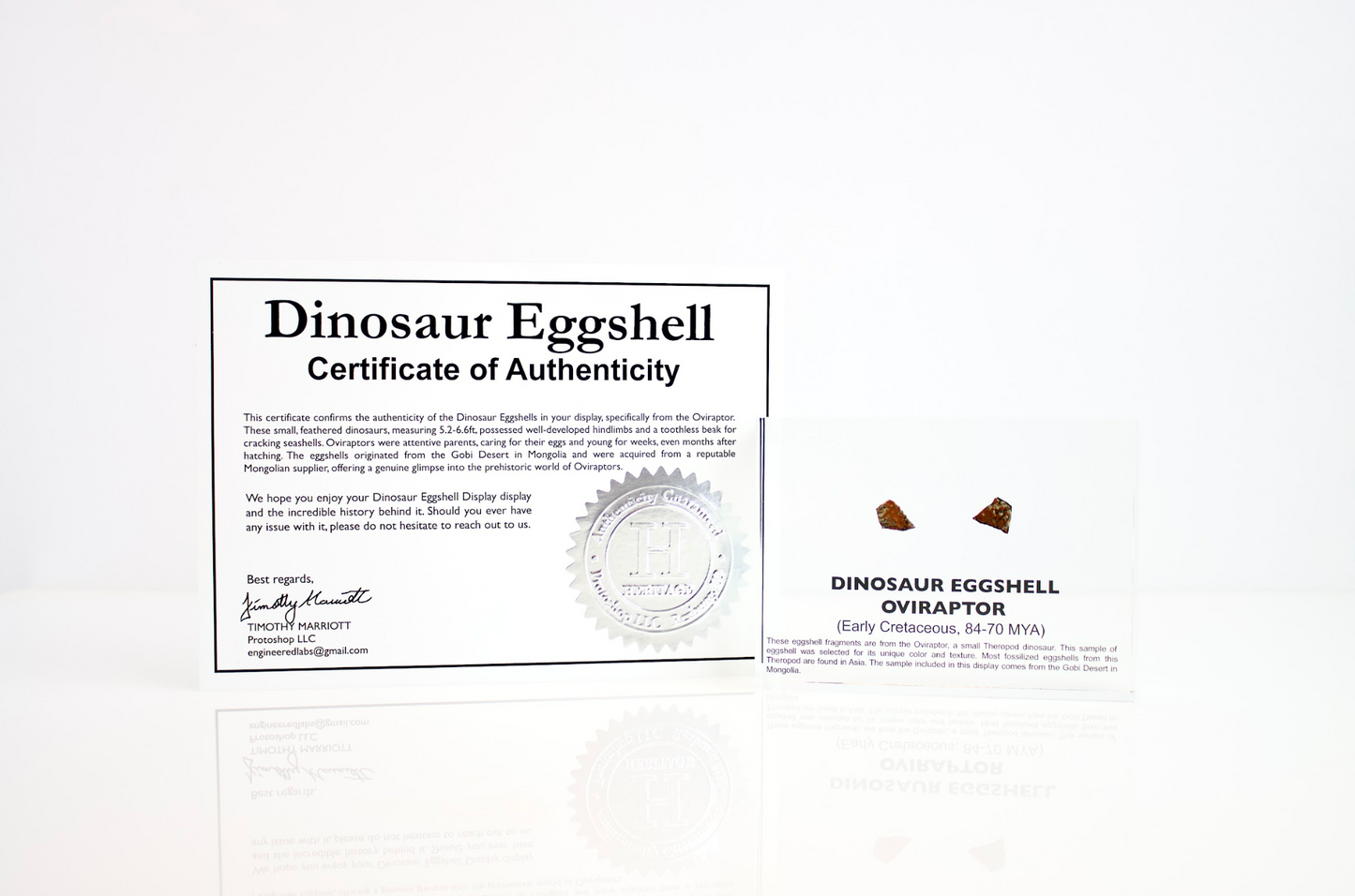 Dinosaur Eggshell Oviraptor