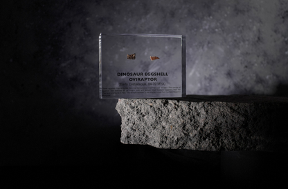 Dinosaur Eggshell Oviraptor