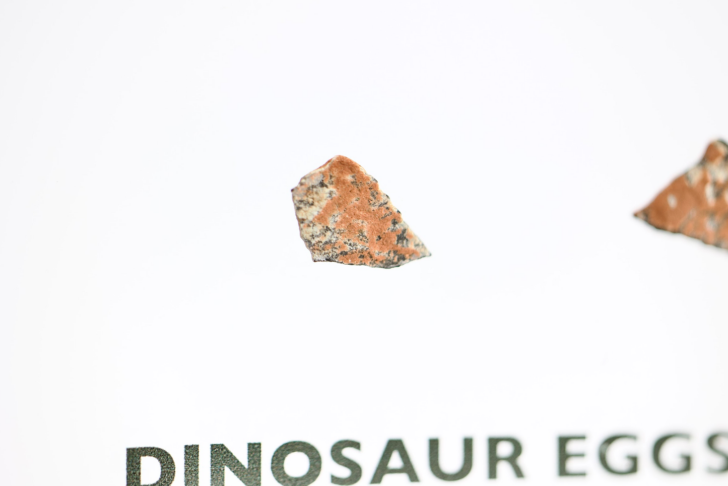 Dinosaur Eggshell Oviraptor