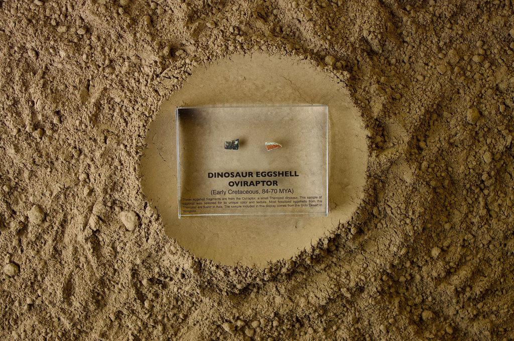 Dinosaur Eggshell Oviraptor
