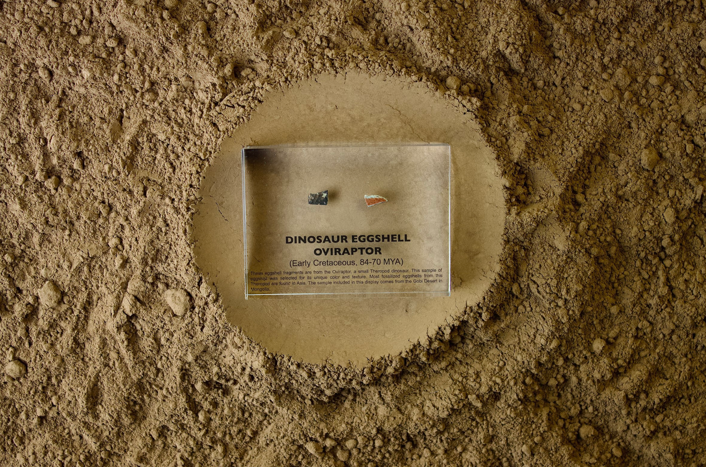 Dinosaur Eggshell Oviraptor