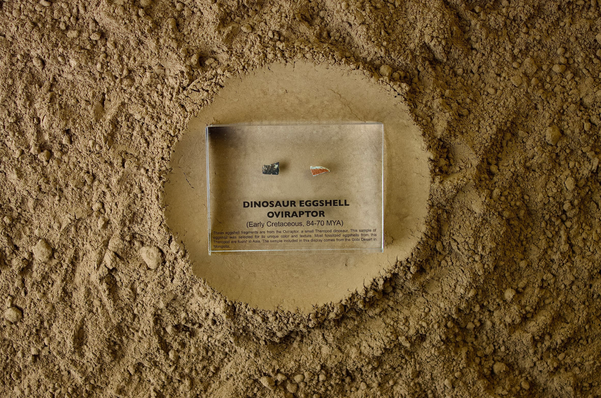 Dinosaur Eggshell Oviraptor