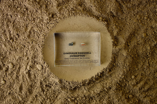 Dinosaur Eggshell Oviraptor