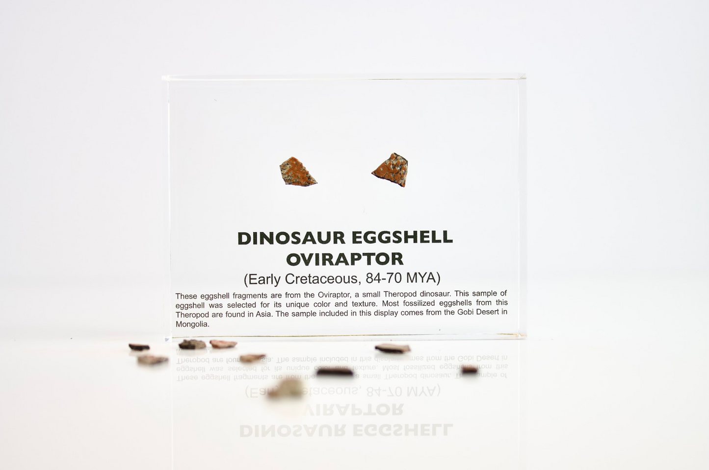 Dinosaur Eggshell Oviraptor