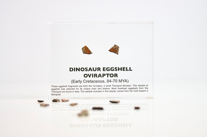 Dinosaur Eggshell Oviraptor