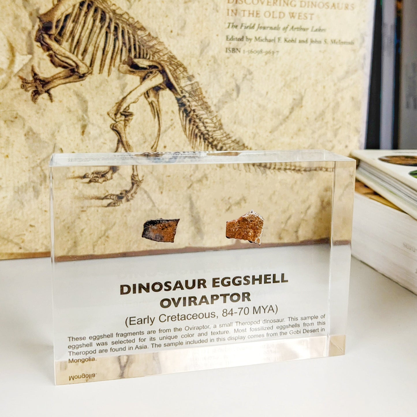 Dinosaur Eggshell Oviraptor