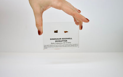 Dinosaur Eggshell Oviraptor