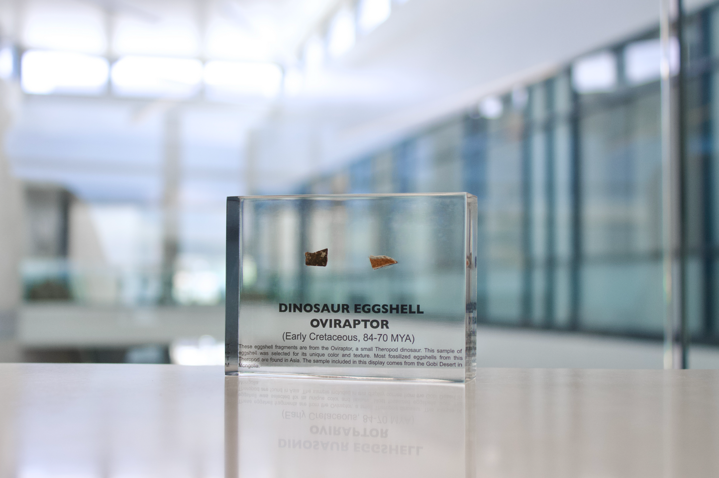 Dinosaur Eggshell Oviraptor