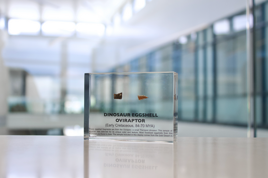 Dinosaur Eggshell Oviraptor