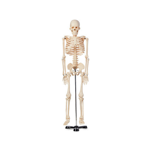 Half Scale Human Skeleton Model - Stemcell Science Shop
