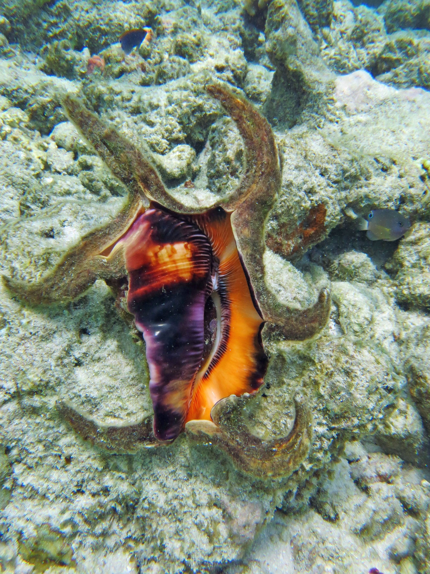 Colorful sea snail on a coral reef