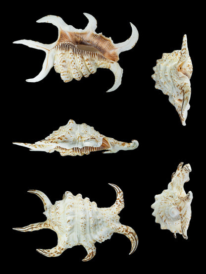 Arthritic Spider Conch