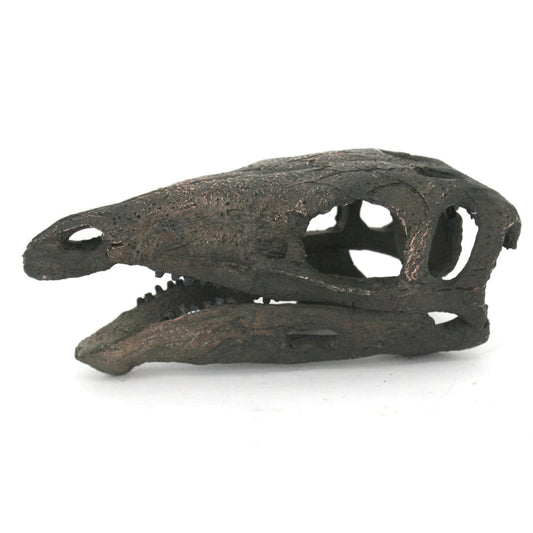 Replica Stegosaurus Mini Dinosaur Skull Fossil