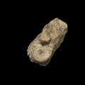 French Callovian ammonite, Default Title at Stemcell Science Shop