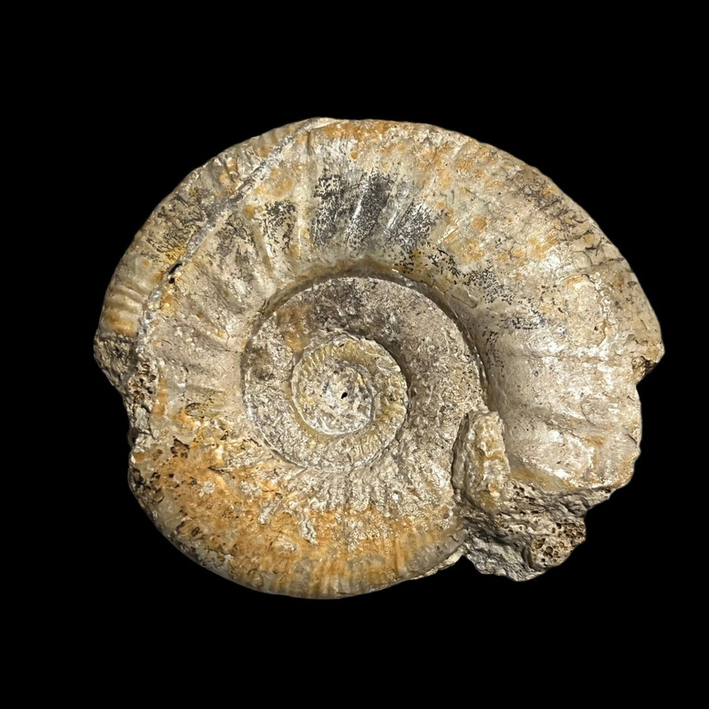 Procerites sp. ammonite, Default Title at Stemcell Science Shop