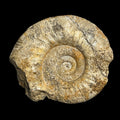 Procerites sp. ammonite, Default Title at Stemcell Science Shop