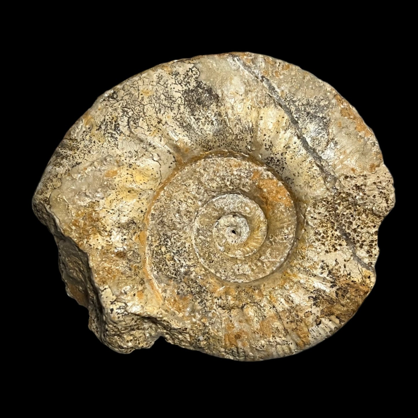 Procerites sp. ammonite
