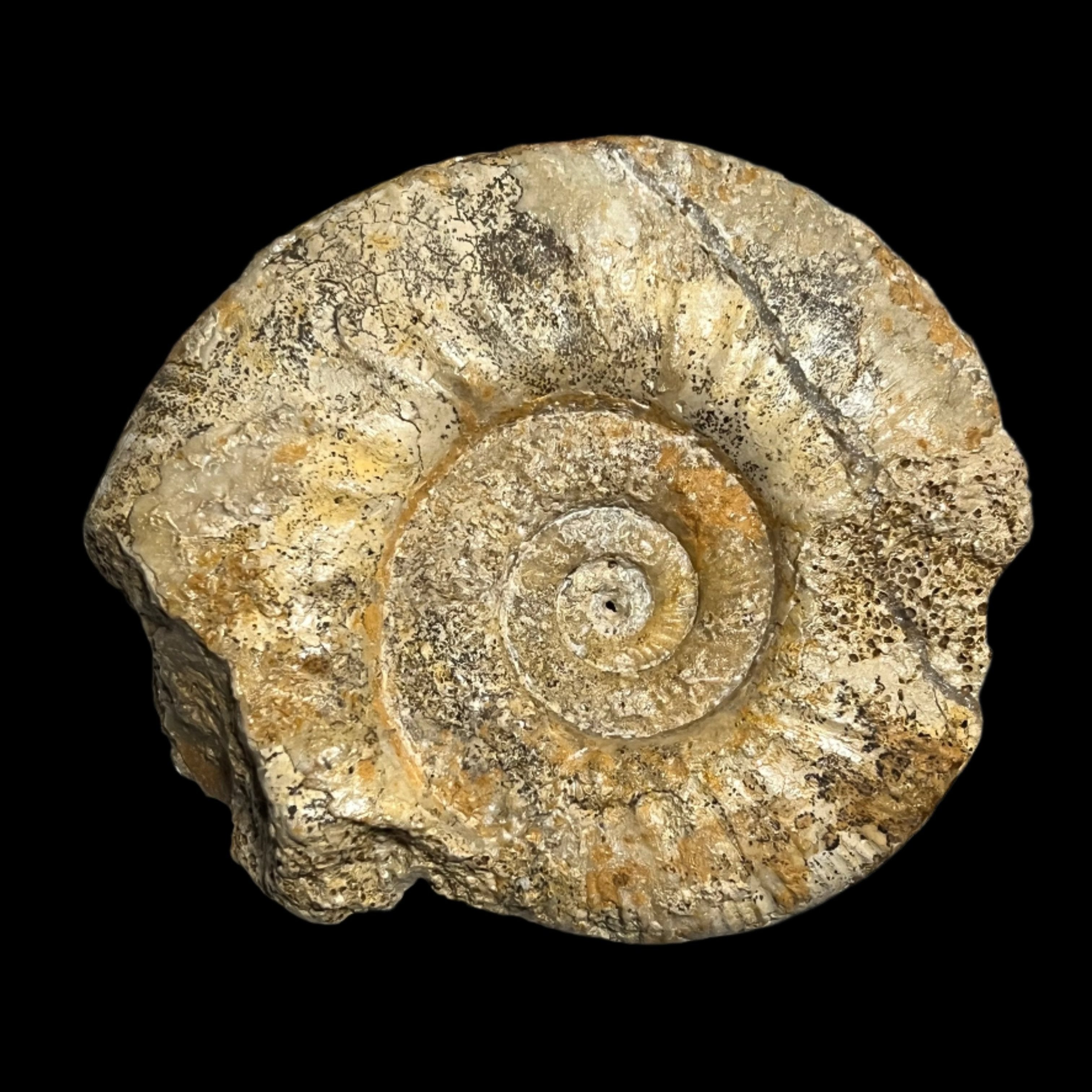 Procerites sp. ammonite, Default Title at Stemcell Science Shop