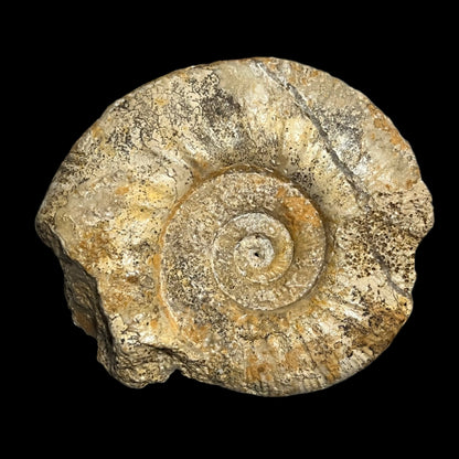 Procerites sp. ammonite