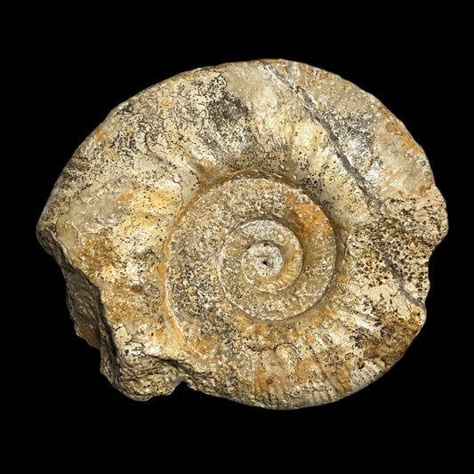 Procerites sp. ammonite