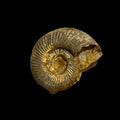 Perisphinctes sp ammonite (small), Default Title at Stemcell Science Shop