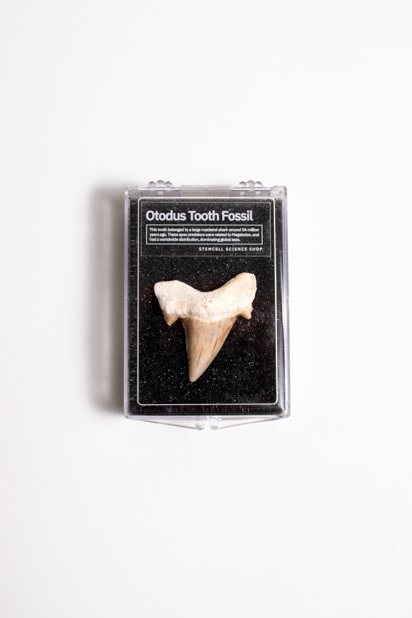 Otodus Tooth Fossil - Stemcell Science Shop