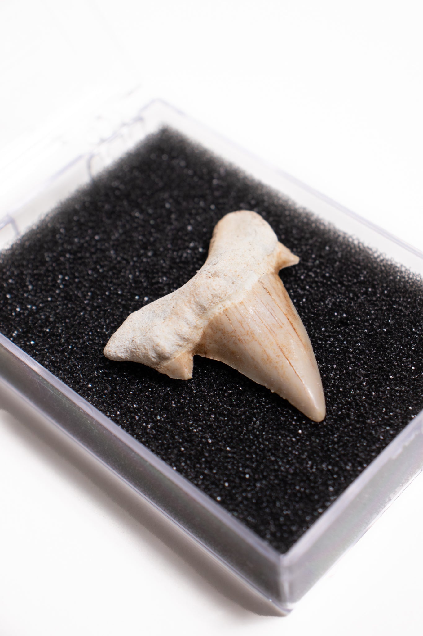 Otodus Tooth Fossil - Stemcell Science Shop