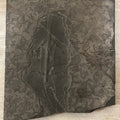 Unprepared Keichousaurus Fossil, Default Title at Stemcell Science Shop