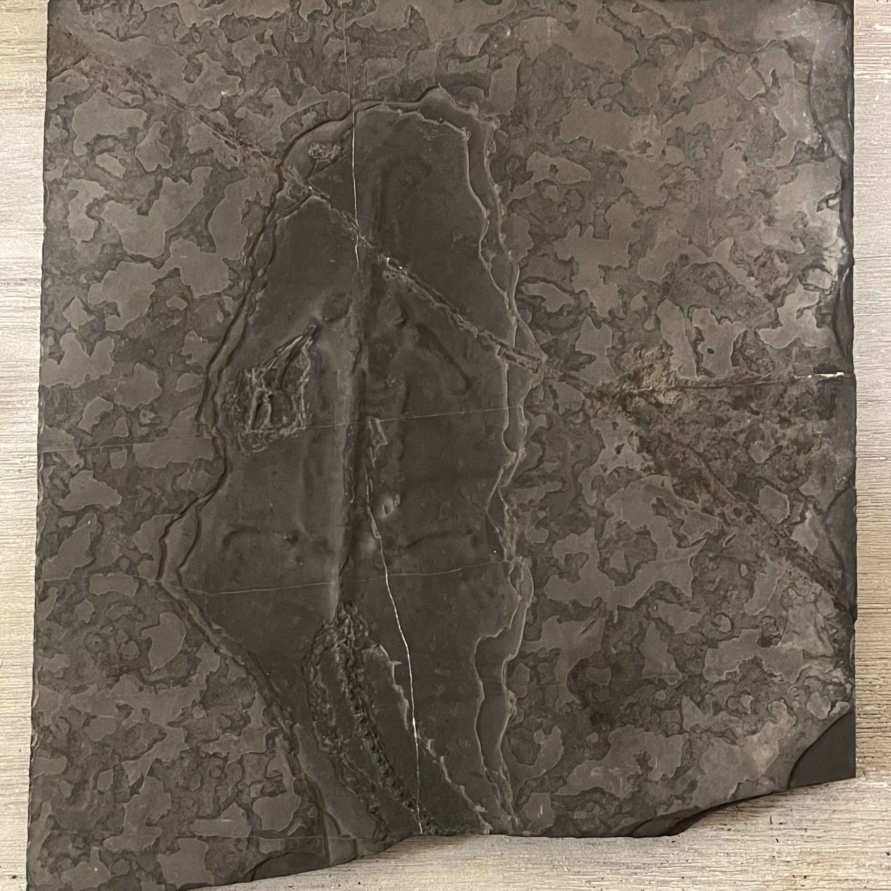 Unprepared Keichousaurus Fossil, Default Title at Stemcell Science Shop