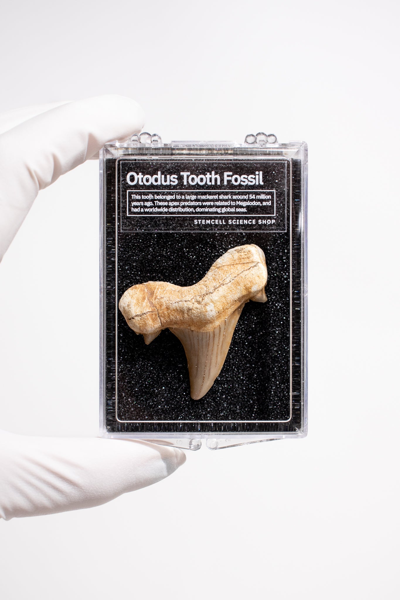 Otodus Tooth Fossil