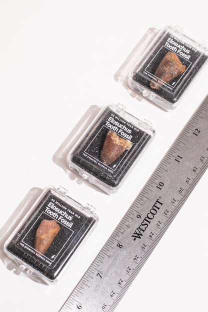 Elosuchus Tooth Fossil - Stemcell Science Shop