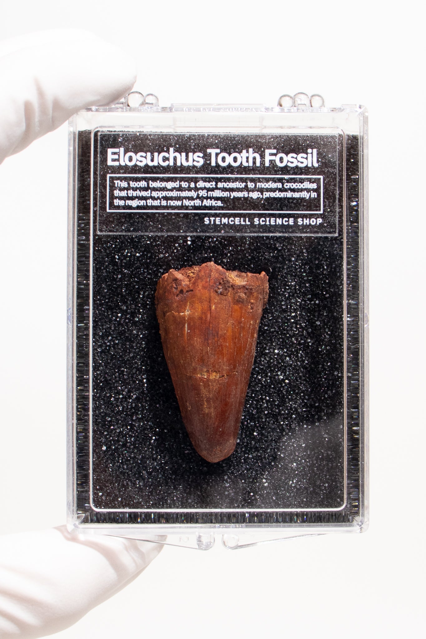Elosuchus Tooth Fossil - Stemcell Science Shop