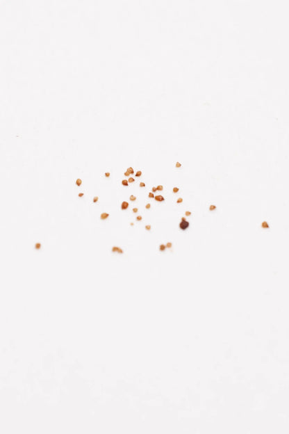 Lithop Seeds - Stemcell Science Shop